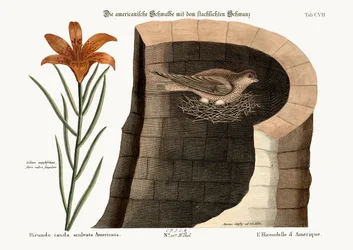 Die amerikanische Schwalbe, 1749-73